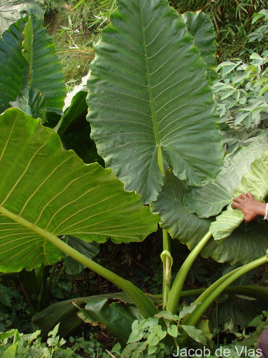 Alocasia macrorrhizos (L.) G.Don